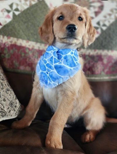 puppy in blue bandana