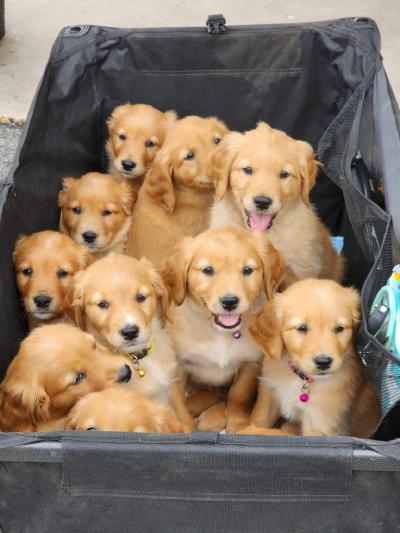 basket of puppies