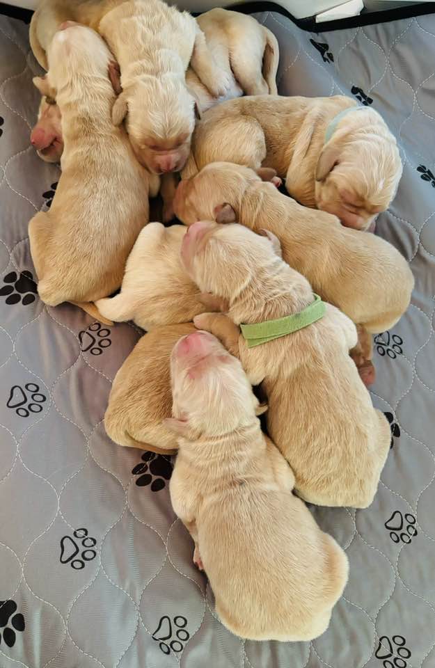 golden retriever puppies