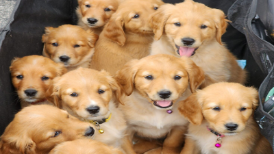 basket of puppies